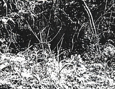 photograph from official investigation showing vegetation at approximate centre of 2Sect position through which Pte Kennedy peered when firing started