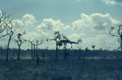 Skycrane were the ultimate lifters, at FSPB PICTON one removed 2 bulldozers by underslung strops on a single trip [Young]  click photo for another photo of a Skycrane in action above HMAS Sydney
