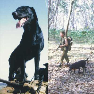 Milo montage, courtesy of Australian websites