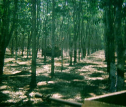 APC moving in the close confines of the Courtenay Rubber