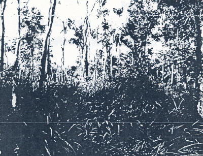 photograph from investigation showing the clearing edge with tall grass and individual trees beyond