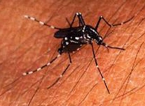 Anopheles malaria mosquitoes [internet]
