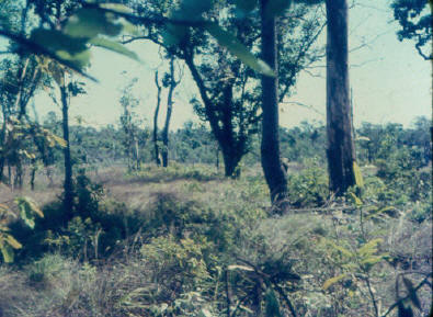 in appearance open, but with lots of cover & different angles of observation