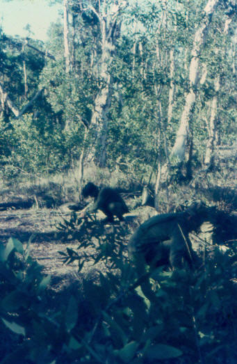 the going changes constantly from open to close to dense to rough to open & so on