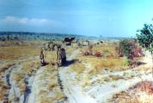 flat sandy terrain inland from the coast  [Young]